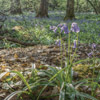 Bluebells.jpg. Keywords: Andy Morley;???????????????????????????????????????