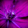 C�l�e�m�a�t�i�s���. Keywords: Andy Morley;f�l�o�w�e�r�;�c�l�e�m�a�t�i�s�;�p�i�n�k�;�p�u�r�p�l�e�;�m�a�c�r�o�;�c�l�o�s�e� �u�p���