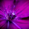 Clematis.jpg. Keywords: Andy Morley;