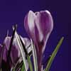 Crocus.jpg. Keywords: Andy Morley;??????????????????????????????????