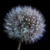 Dandelion.jpg. Keywords: Andy Morley;????????????????????