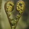 Ferns.jpg. Keywords: Andy Morley;