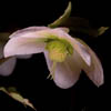 Hellebore.jpg. Keywords: Andy Morley;???????????????????????????????????????????