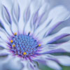 O�s�t�e�o�s�p�e�r�m�u�m���. Keywords: Andy Morley;O�s�t�e�o�s�p�e�r�m�u�m�;�d�a�i�s�y�;�b�l�u�e�;�f�l�o�w�e�r�;�p�u�r�p�l�e���
