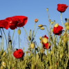 Poppies.jpg. Keywords: Andy Morley;