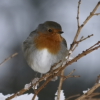 W�i�n�t�e�r� �R�o�b�i�n���. Keywords: Andy Morley;r�o�b�i�n�;�b�r�a�n�c�h�;�s�n�o�w�;�E�r�i�t�h�a�c�u�s�;�r�u�b�e�c�u�l�a�;�w�i�n�t�e�r���