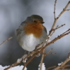 Robin.jpg. Keywords: Andy Morley;????????????????????????????????????