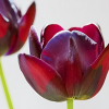 Tulips.jpg. Keywords: Andy Morley;
